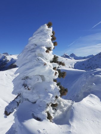 Une autre œuvre de la nature