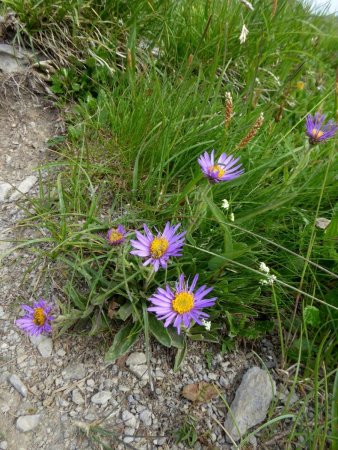 Asters