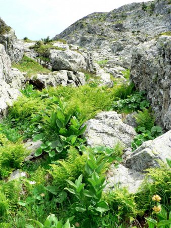 Progression dans les pentes au dessus du plateau (photo de juillet 2009)