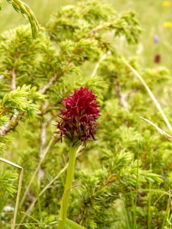 Nigritelle noire ou orchis vanille