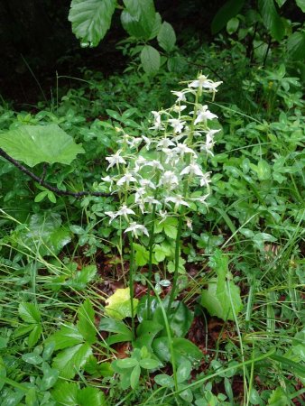 Orchis à deux feuilles