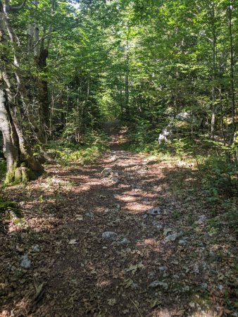 Chemin en direction de la grotte 