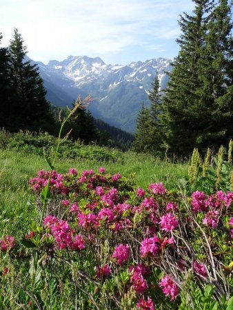 Rhododendrons