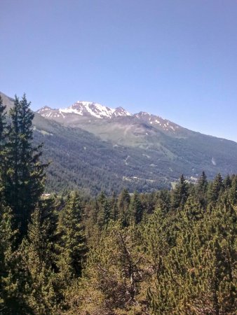 La grande forêt de pins et de mélèzes