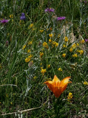 Cacophonie de couleurs