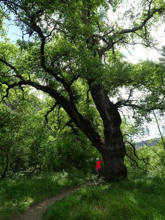 Un bel arbre