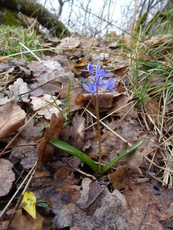 Scille à deux feuilles