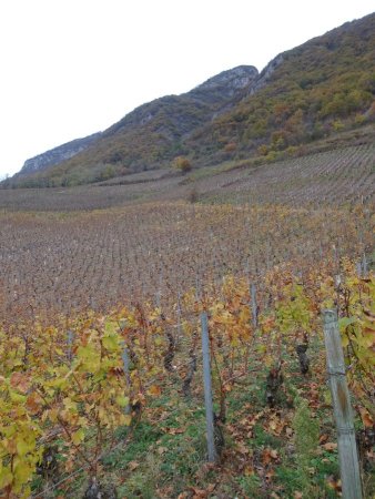 Montée dans les vignes