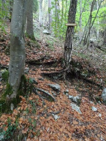 Sentier des Pervenches