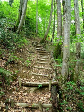 On descend en forêt par des marches