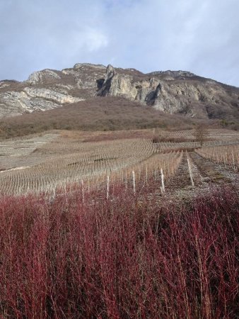 Les vignes à Montmélian