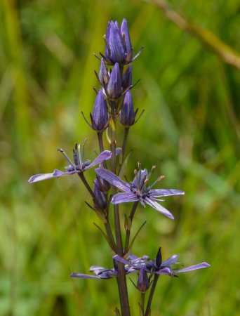 Swertie vivace (Swertia Perennis)