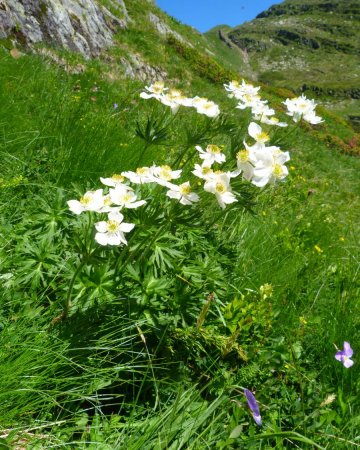 Anémone à fleur de narcisse