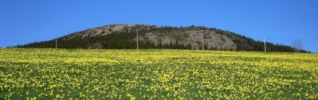 Jonquille et Mont d’Alambre.