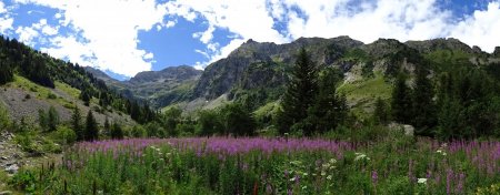 Encore un champ d’épilobes avec vue sur les Rochers du Diable