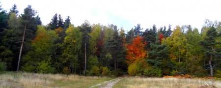 Avant la cote 1064 nous prenons sur la gauche un chemin qui va pénétrer dans la forêt.