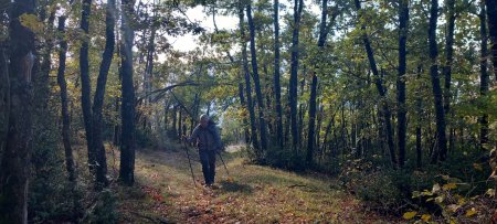 Montée dans les bois