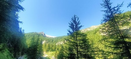 Forêt de mélèzes pendant l’approche