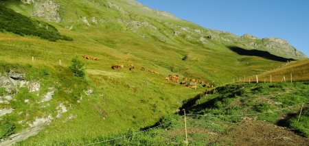 Alpages du Mont Cenis.