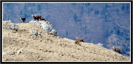 Et revoila nos chamois...