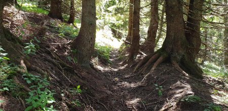 Le sentier lorsqu’il est distinguable