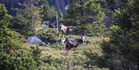 Sous le sommet, de nombreux chamois