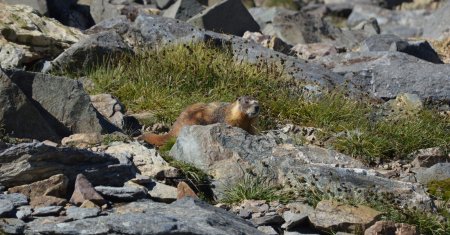 Marmotte Américaine