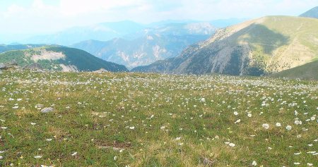 Un tapis de fleurs