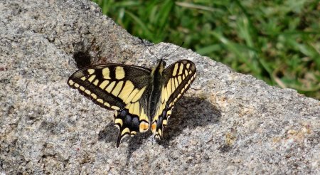 Machaon.