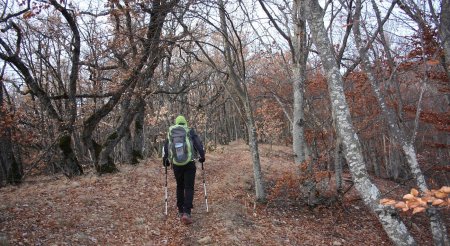 Dans les bois