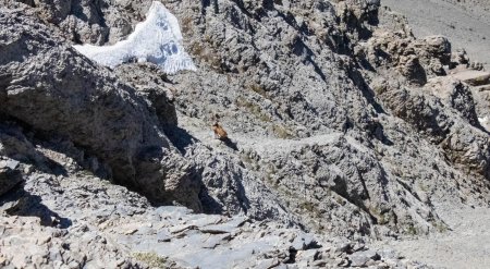 Terrain à chamois...