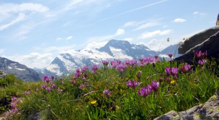 Glacier du Mt Pourri en fond