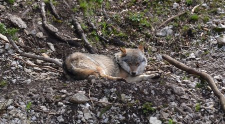 C’est l’heure de la sieste !