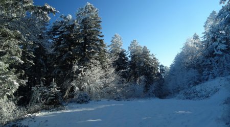 Dans l’ombre du versant nord, quelques rais illuminent les arbres.