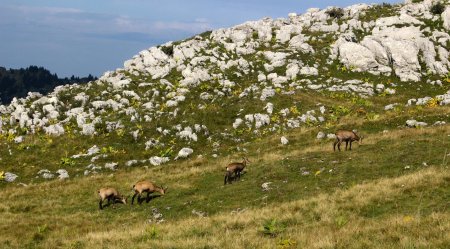 Chamois sur l’alpage