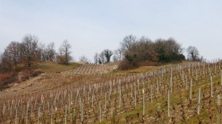 Vignoble