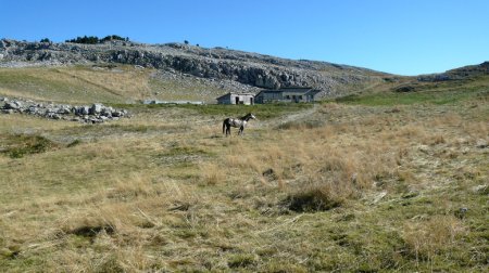 Bergerie de Chamousset.