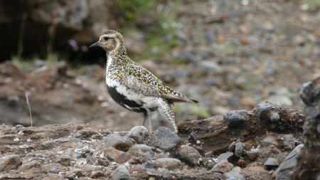 Un pluvier doré, oiseau  très doué pour le mimétisme.