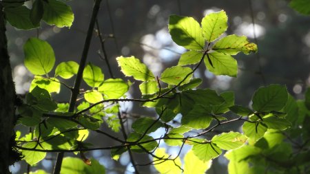 Peu avant le retour au petit parking en forêt, la lumière du soleil à travers les feuilles est très sympathique.