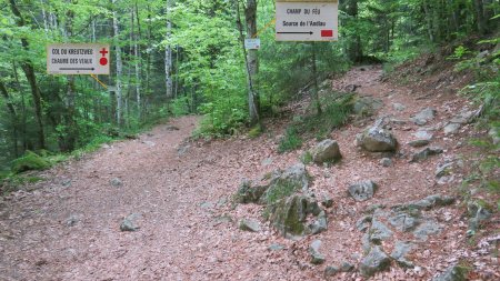 Photo du 13/05/2023. Si vous continuez, presque tout de suite après, il y a cette bifurcation. Le sentier de gauche fait longer l’Andlau encore un peu avant de le traverser par un petit pont.