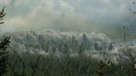 Zoom sur les environs du Col du Donon par-dessus les branches des arbres et arbustes qui bordent ma route de retour.