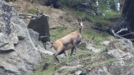 Chamois