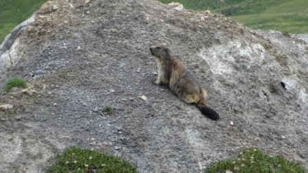 Marmotte en rejoignant les alpages