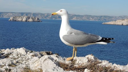 Les oiseaux sont très nombreux sur l’île, notamment les goélands.