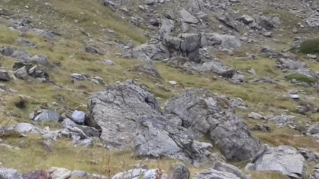 Des marmottes tout au long de la montée