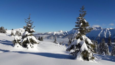 Quelques traces d’animaux décorent le manteau blanc.