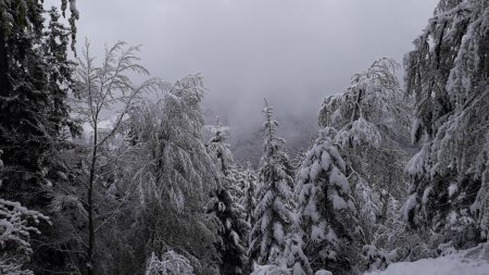 Paysage vraiment hivernal