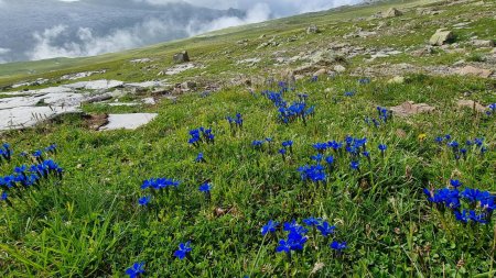 Gentiane printanière (Gentiana verna)