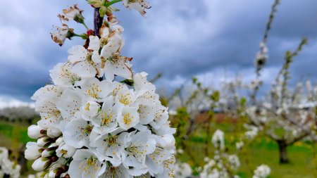 Début de floraison des cerisiers.