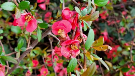 Fleurs de cognassier.